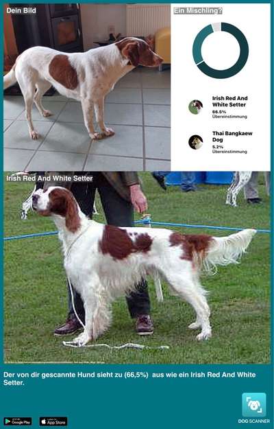 Welche Rassen könnten in ihr sein ?-Beitrag-Bild