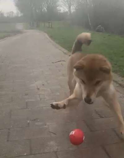 138. Fotochallenge 

(M)Ein Ball und ich-Beitrag-Bild