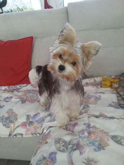 Biewer Yorkshire Terrier-Beitrag-Bild