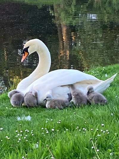 Voila app Bilder-Beitrag-Bild