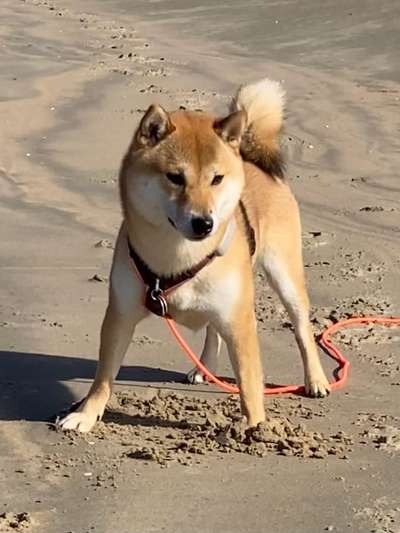 Vom Welpen zum Hund-Beitrag-Bild