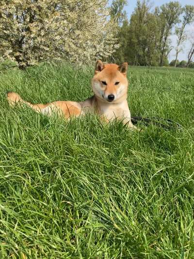 Shiba Inu und andere japanische Rassen!-Beitrag-Bild