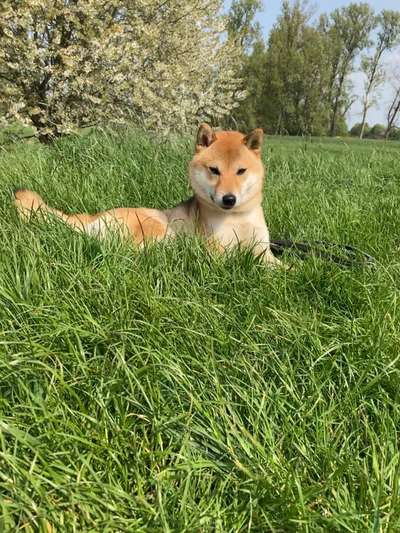 Shiba Inu und andere japanische Rassen!-Beitrag-Bild