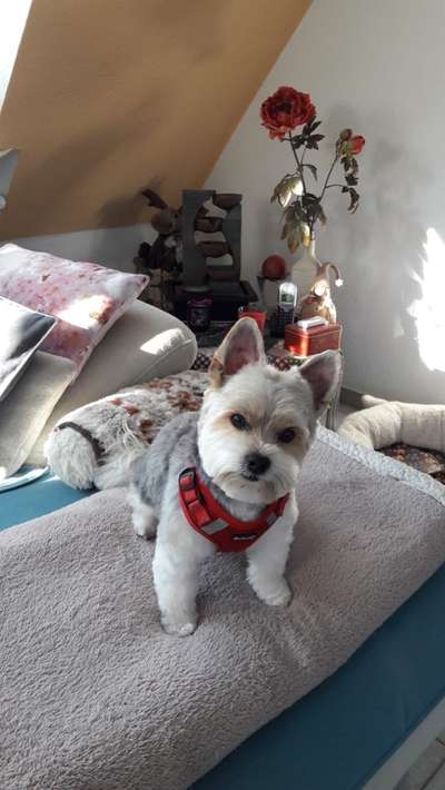 Biewer Yorkshire Terrier-Beitrag-Bild