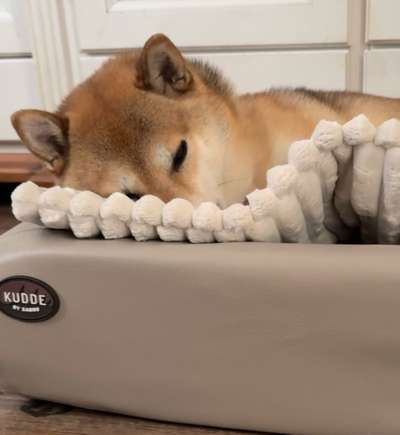 Hundebett mit waschbarem Innenleben gesucht-Beitrag-Bild