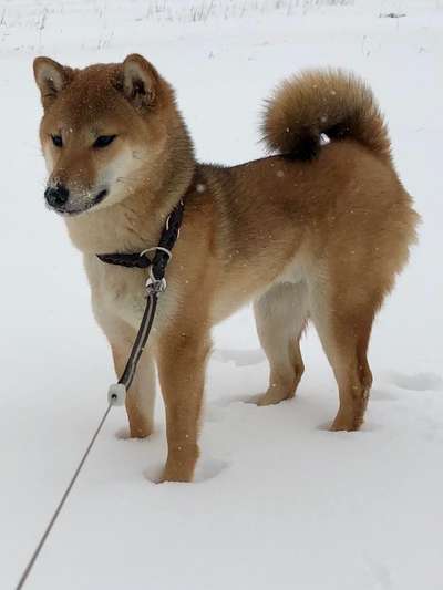 Fotochallenge 61 ~ Schnee-Beitrag-Bild