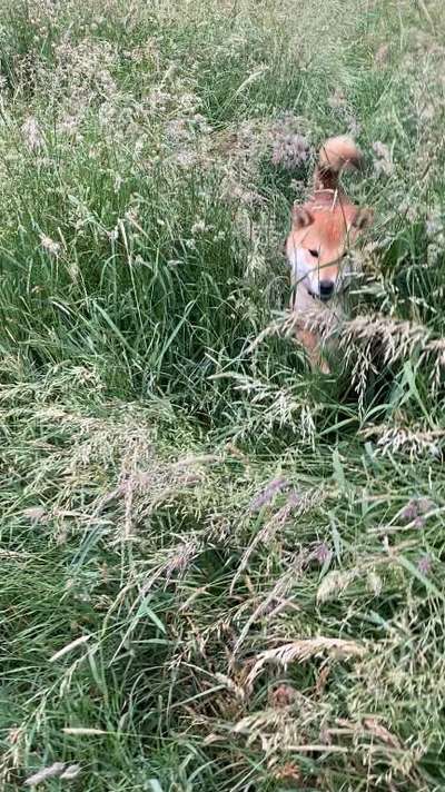 5. Hund im hohen Gras-Beitrag-Bild