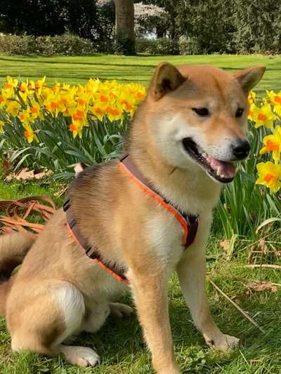 Shiba Inu und andere japanische Rassen!-Beitrag-Bild