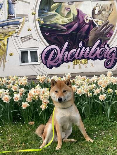 Wie kamt ihr auf die Rasse eures Hundes?-Beitrag-Bild