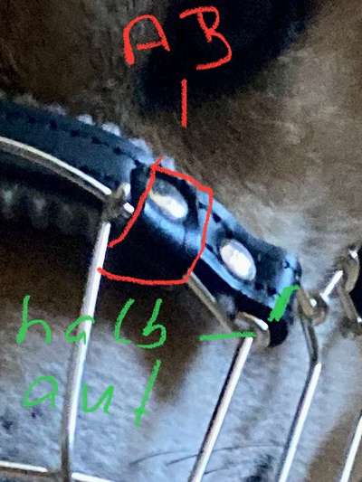 Wie sitzt mein Maulkorb / Maulkorb-Beratung-Beitrag-Bild