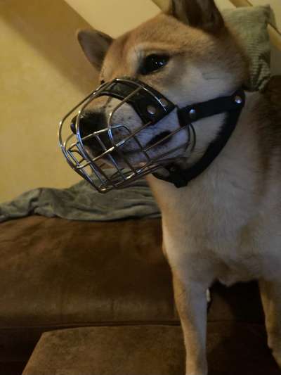 Wie sitzt mein Maulkorb / Maulkorb-Beratung-Beitrag-Bild