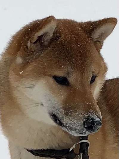 Schneehund-Beitrag-Bild