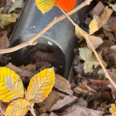 Giftköder-Rattengift-Bild