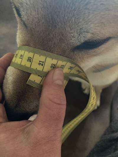 Wie sitzt mein Maulkorb / Maulkorb-Beratung-Beitrag-Bild