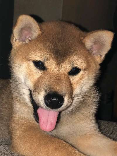 Vom Welpen zum Hund-Beitrag-Bild