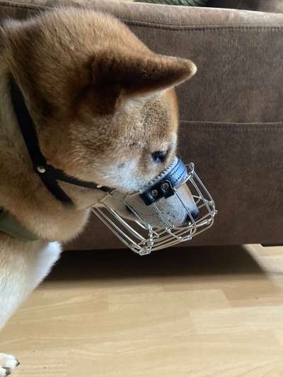 Wie sitzt mein Maulkorb / Maulkorb-Beratung-Beitrag-Bild