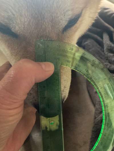 Wie sitzt mein Maulkorb / Maulkorb-Beratung-Beitrag-Bild