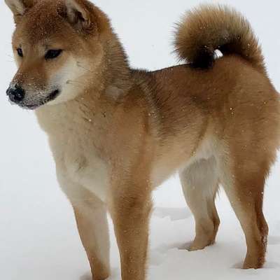 Mit oder ohne Unterfell?-Beitrag-Bild