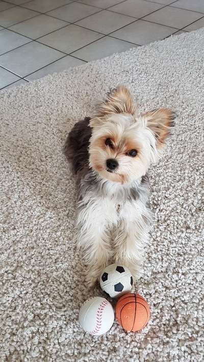 Biewer Yorkshire Terrier-Beitrag-Bild