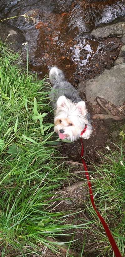 Biewer Yorkshire Terrier-Beitrag-Bild