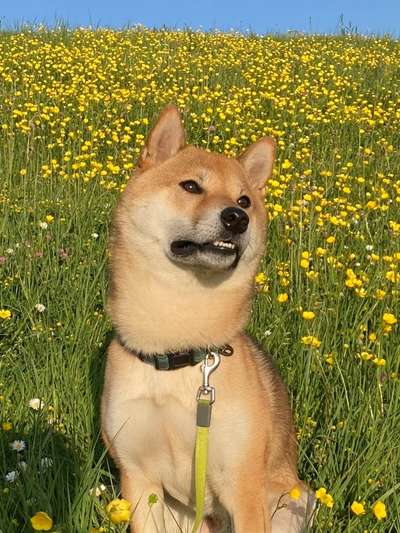 Shiba Inu und andere japanische Rassen!-Beitrag-Bild