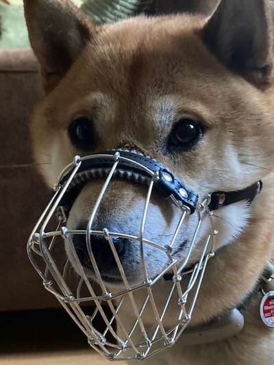 Wie sitzt mein Maulkorb / Maulkorb-Beratung-Beitrag-Bild