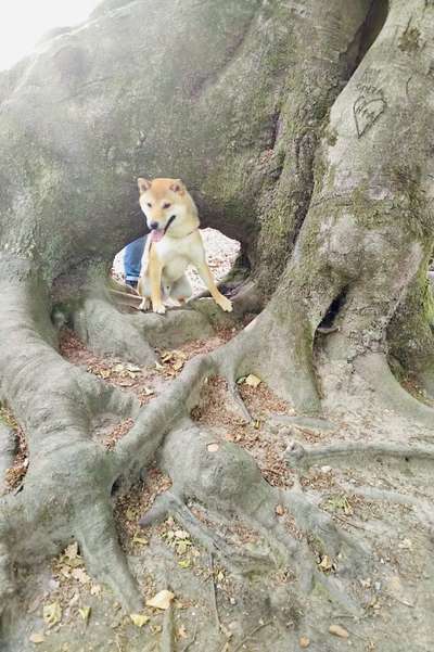 Dogorama Photo Challenge- Wurzeln-Beitrag-Bild