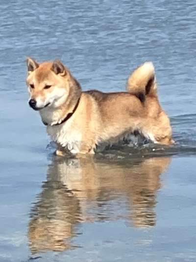 Shiba Inu und andere japanische Rassen!-Beitrag-Bild