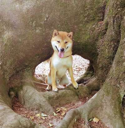 Dogorama Photo Challenge- Höhlen/Tunnel-Beitrag-Bild