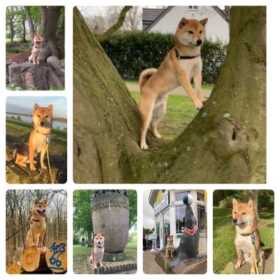 31. Collagen Challenge - Bänke/ Steine /Baumstümpfe-Beitrag-Bild