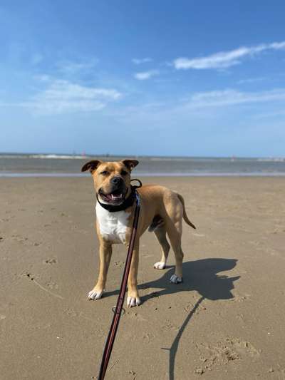 American Staffordshire Terrier 
Wo seit Ihr?-Beitrag-Bild