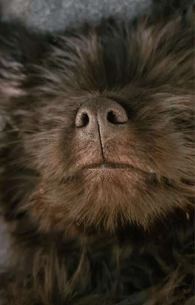 42. Handy Fotochallenge - Den richtigen Riecher haben-Beitrag-Bild