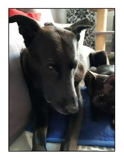 Hund und Katz Momente-Beitrag-Bild