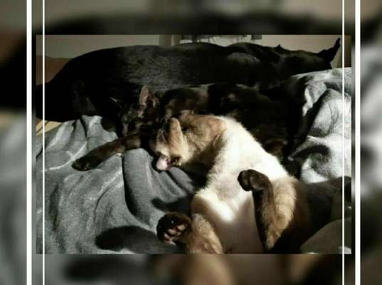 Hund und Katz Momente-Beitrag-Bild