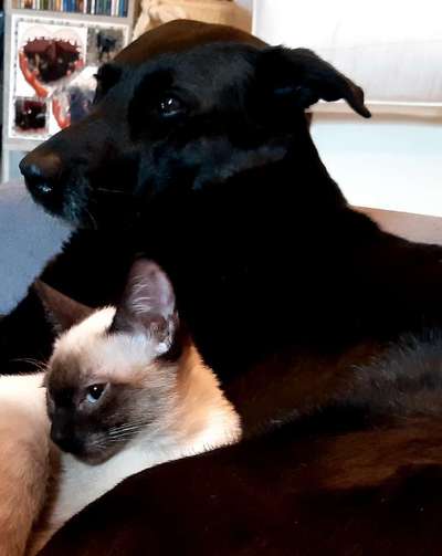 Hund und Katz Momente-Beitrag-Bild