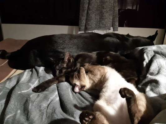 Hund und Katz Momente-Beitrag-Bild