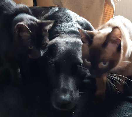 Hund und Katz Momente-Beitrag-Bild