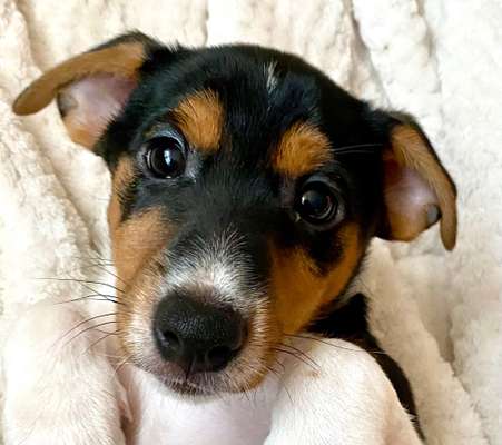 Die besten Hundeblicke 🐾❤️-Beitrag-Bild