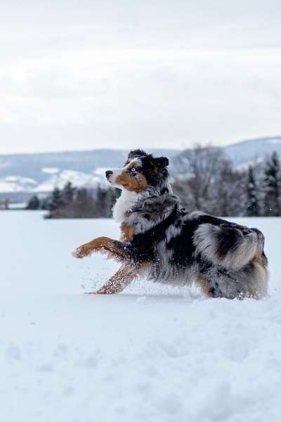 Die Dogorama Kalender Challenge Titelbild-Beitrag-Bild