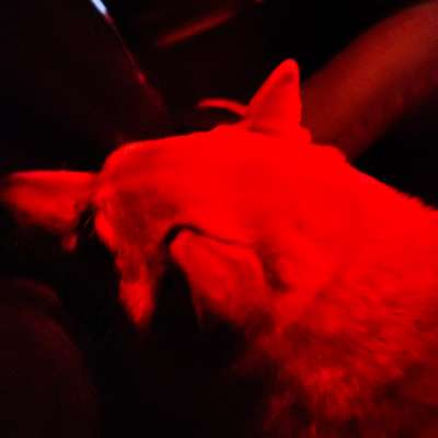 Wie habt ihr den Silvesterabend verbracht?-Beitrag-Bild