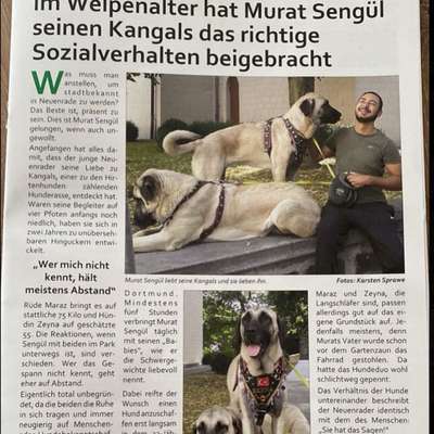 Hundetreffen-Gassi/Spiel-Runde im Wald-Bild