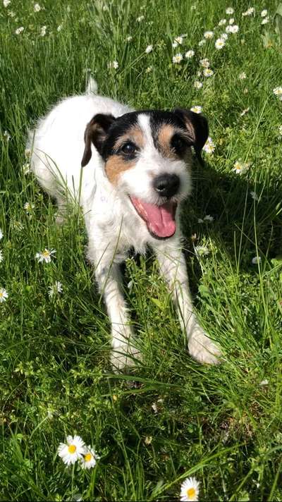 Hundetreffen-Spaziergang für Eigenbrödler-Bild