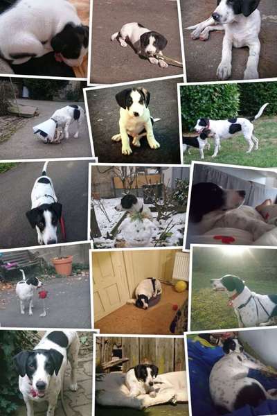 Welpen Bilder !-Beitrag-Bild