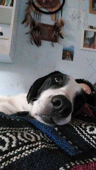 Comedyprogramm Hund:-Beitrag-Bild