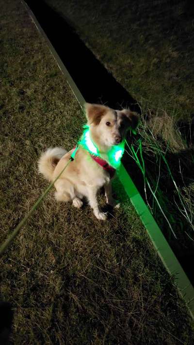 Dogorama Photo Challenge - Portrait-Beitrag-Bild