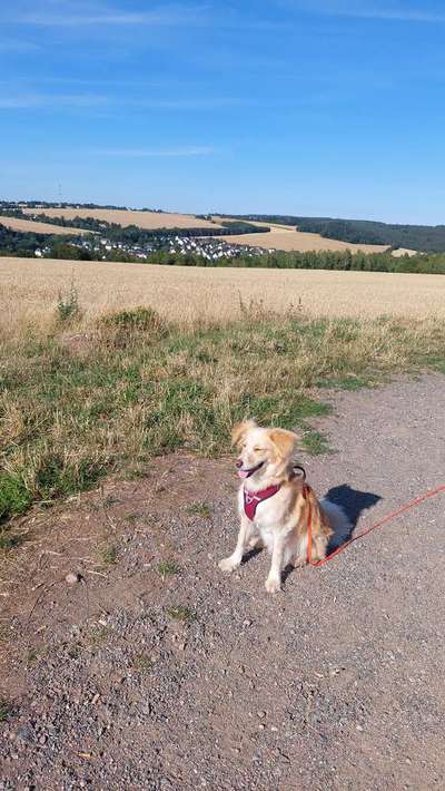 Auslandstierschutz-Beitrag-Bild