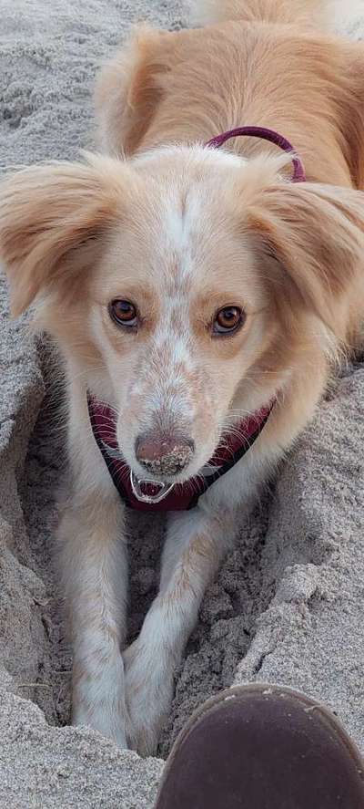 Dogorama Photo Challenge - Tierischer Urlaub-Beitrag-Bild