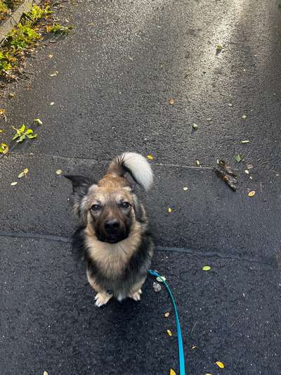 Hundetreffen-Hundebegegnungen üben mit einem ängstlichen/ unsicheren Hund-Bild