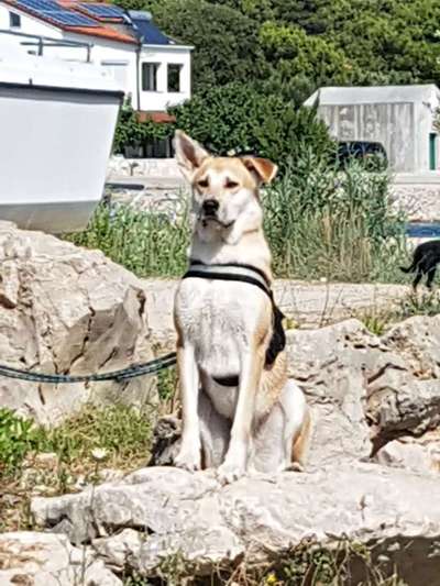 Akita Inu/American Akita (Mix) halter.-Beitrag-Bild