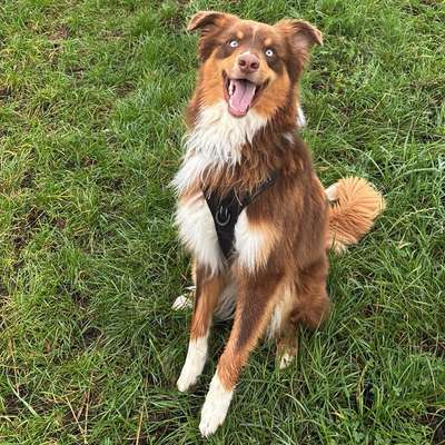 Hundetreffen-Spielbuddys gesucht-Bild